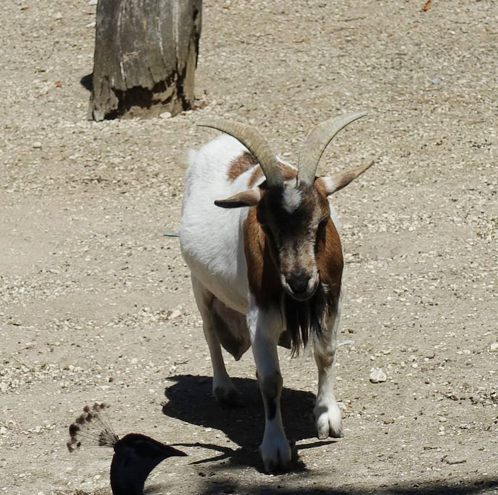 Playful Animal Encounters