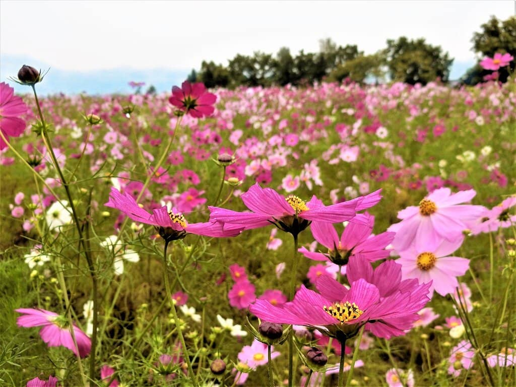 Dahlia Gardens