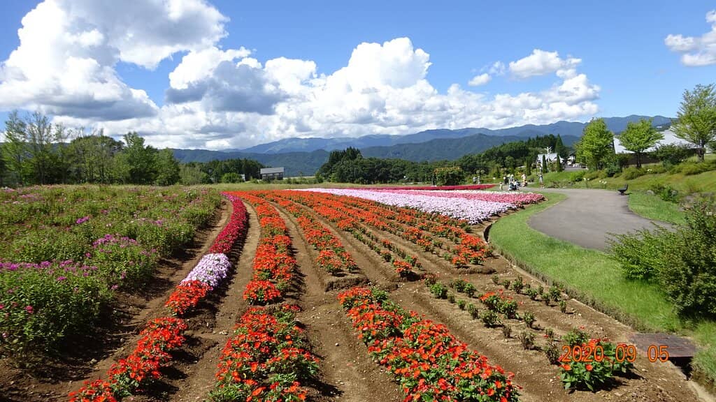 Seasonal Flower Fields