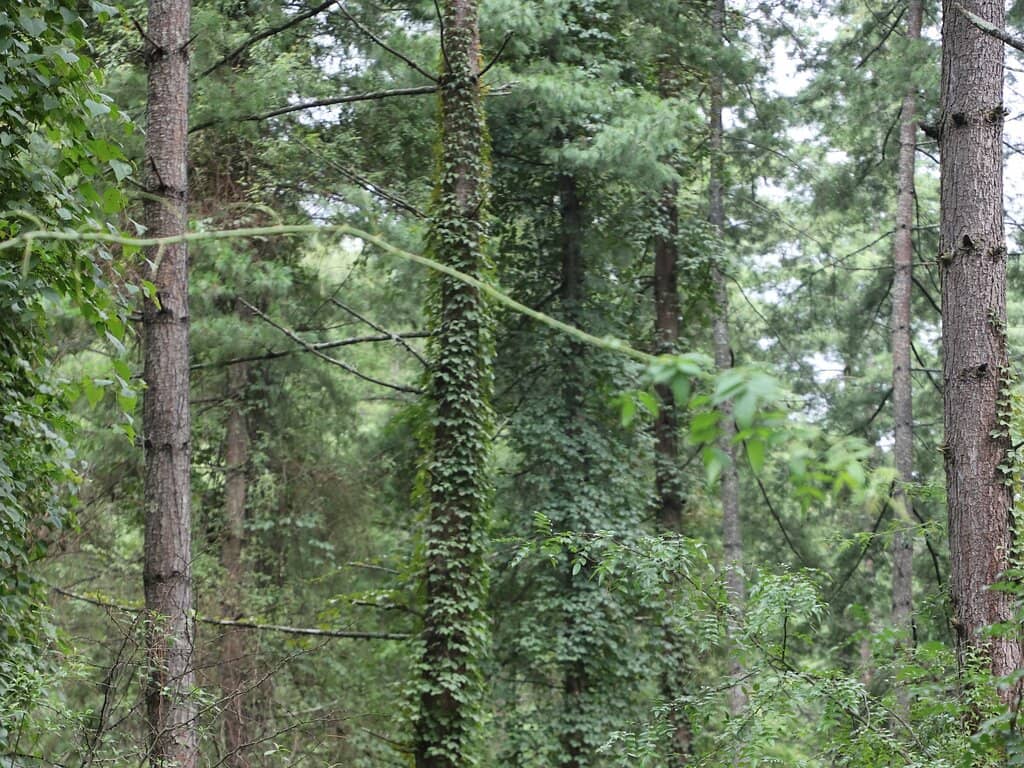 College of Astrology