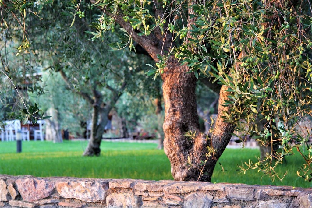 Olive Oil & Wine Tasting