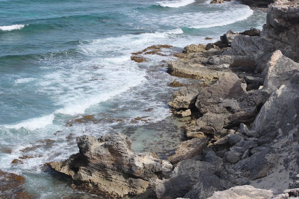 Iguana Encounters