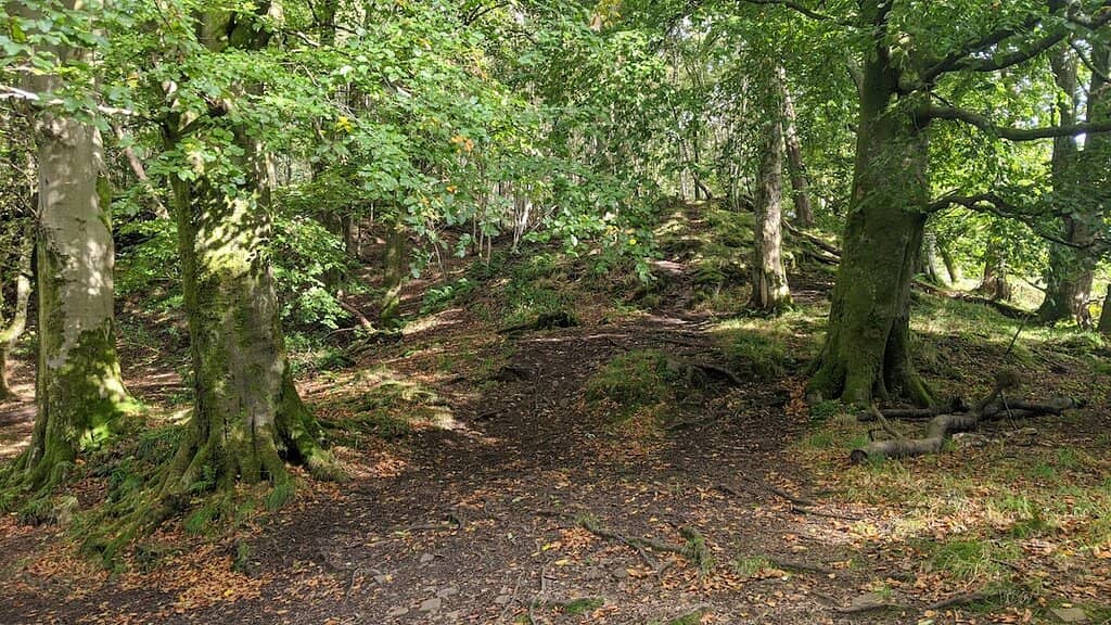 Woodland Walks