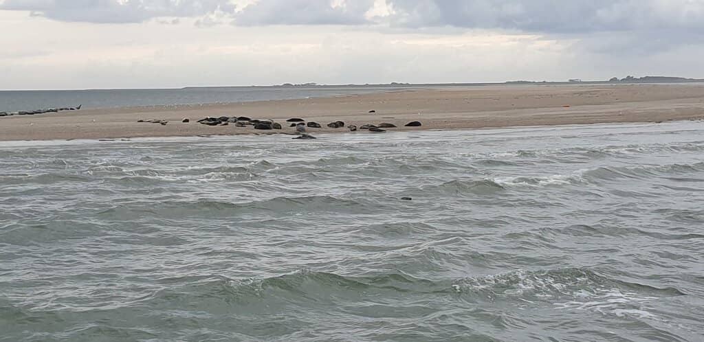 Dog-Friendly Excursion