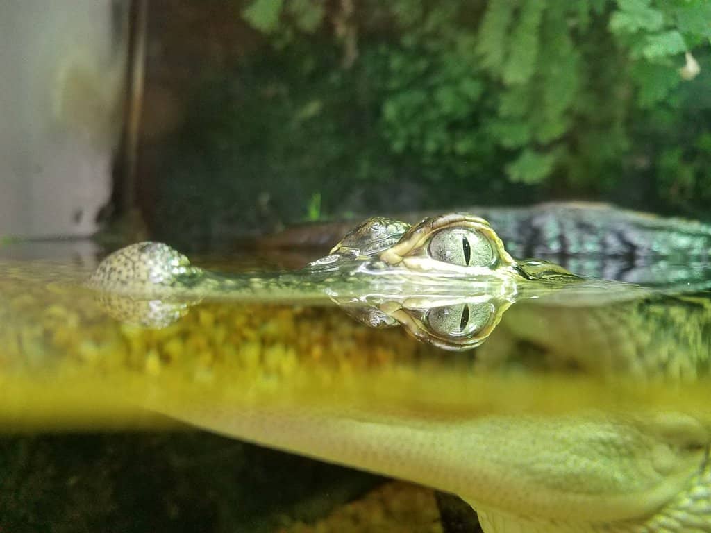 Coastal Habitat Exhibits