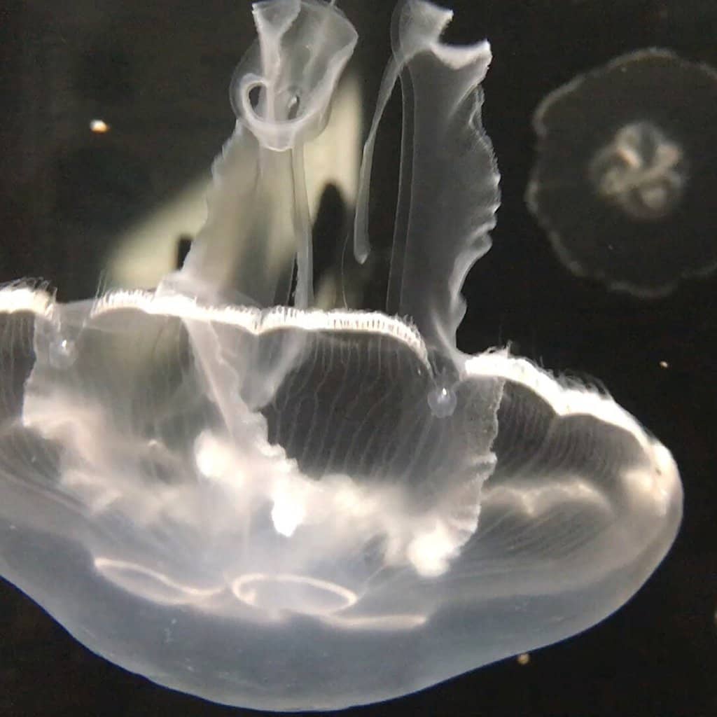 Mesmerizing Jellyfish