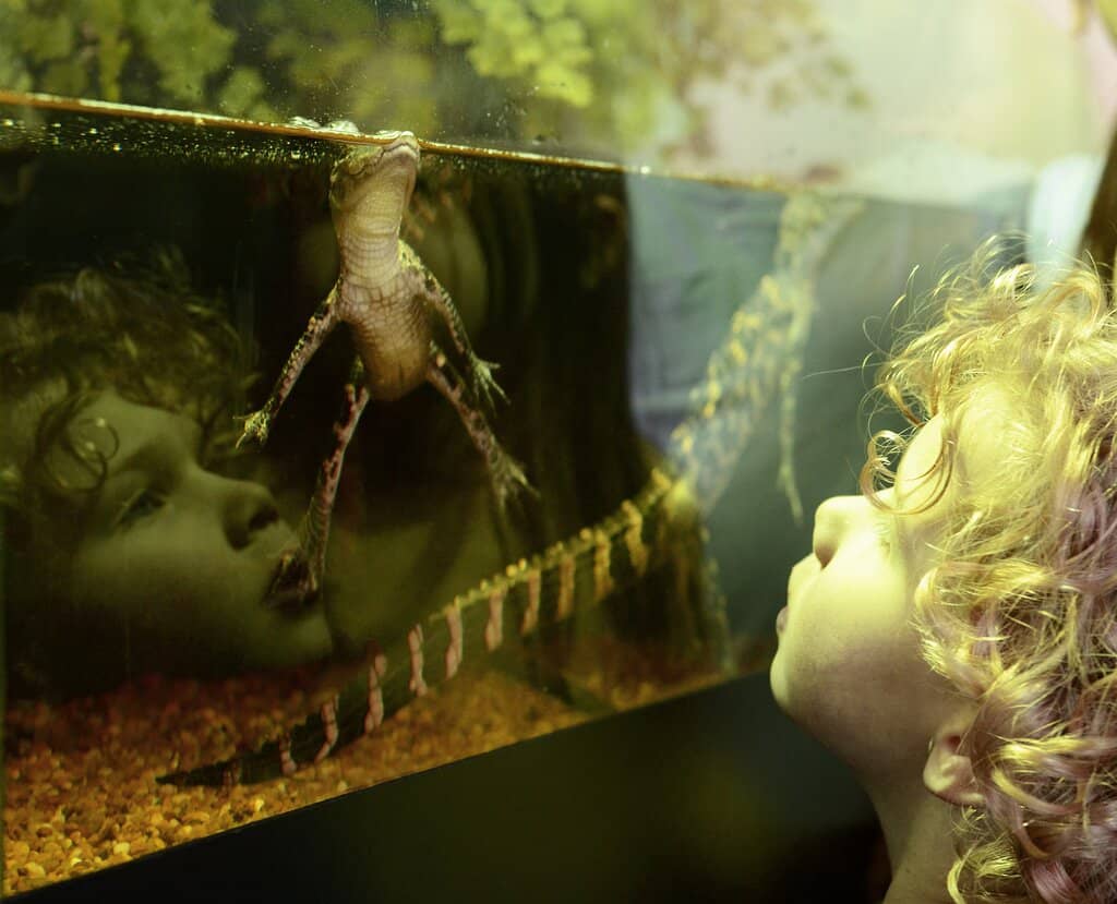 Touch Tanks