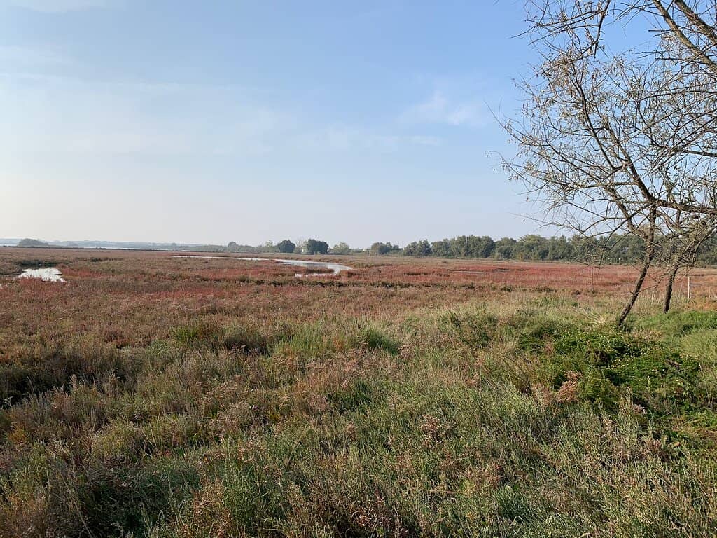 Birdwatcher's Paradise