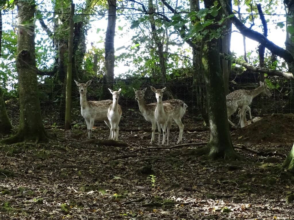 Free-Roaming Deer & Wallabies