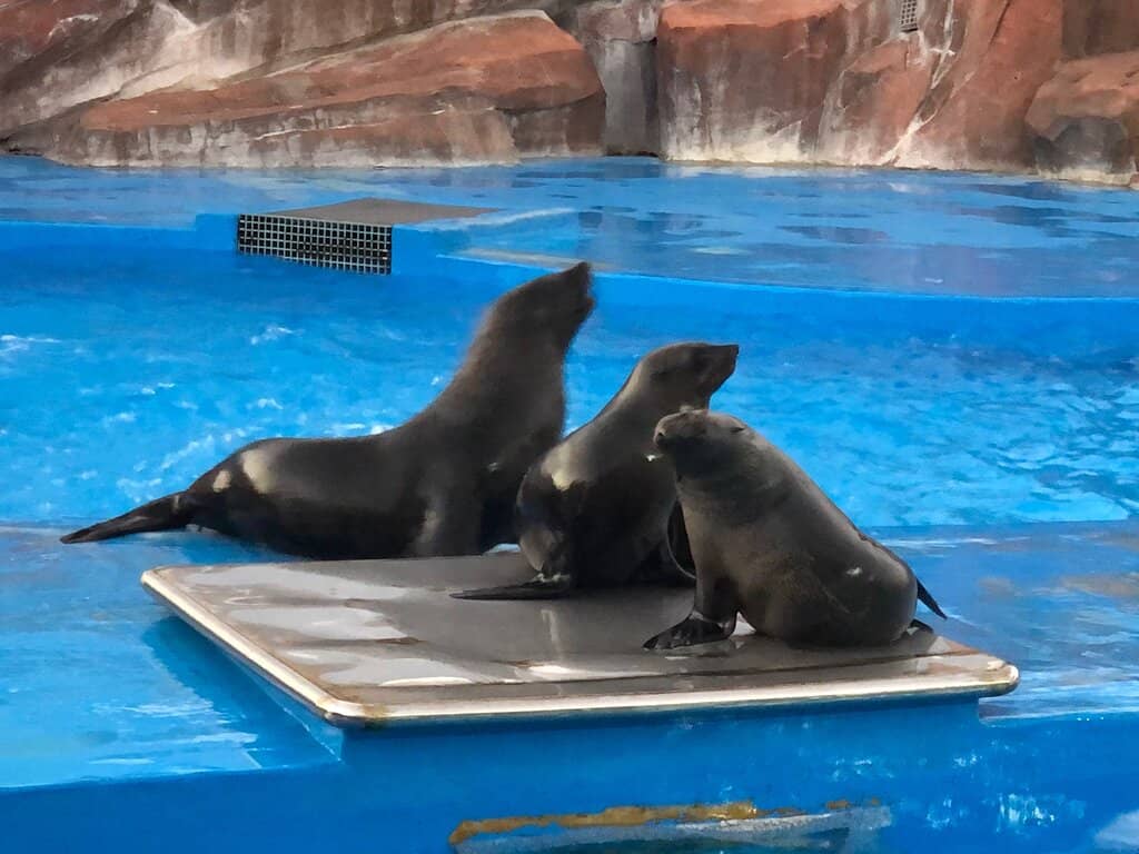 Dolphin Coaster
