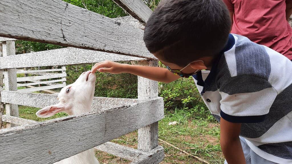 Artisanal Goat Cheese