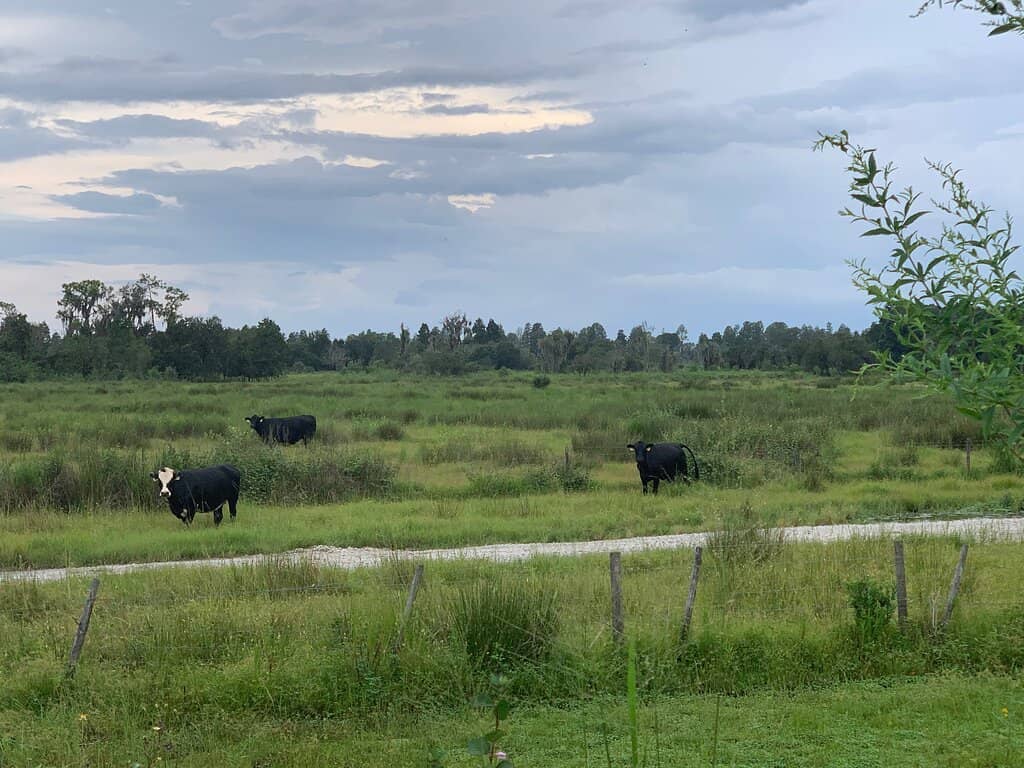 Wildlife Viewing