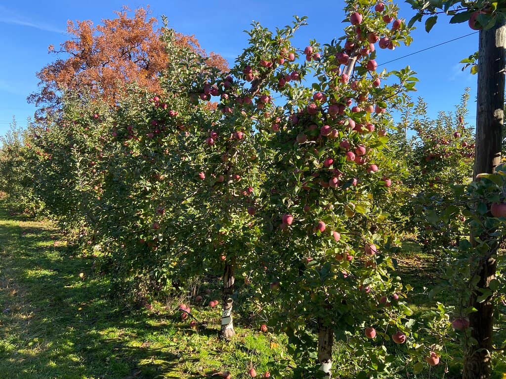 Winery & Wine Tasting