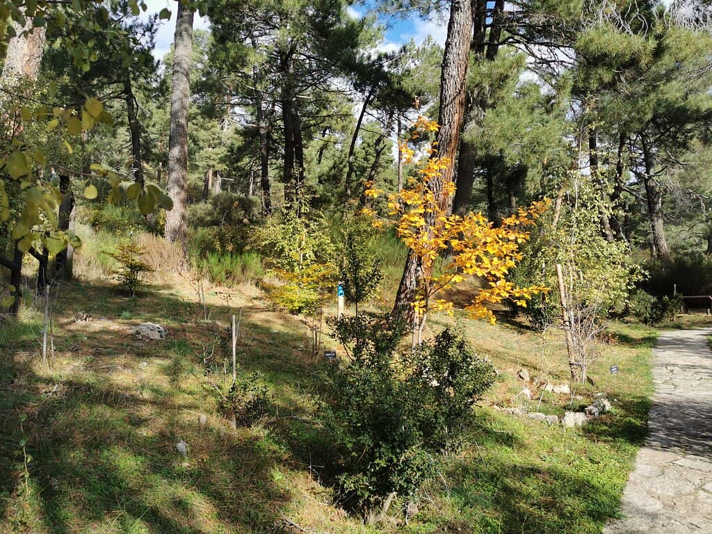 Autumn Foliage