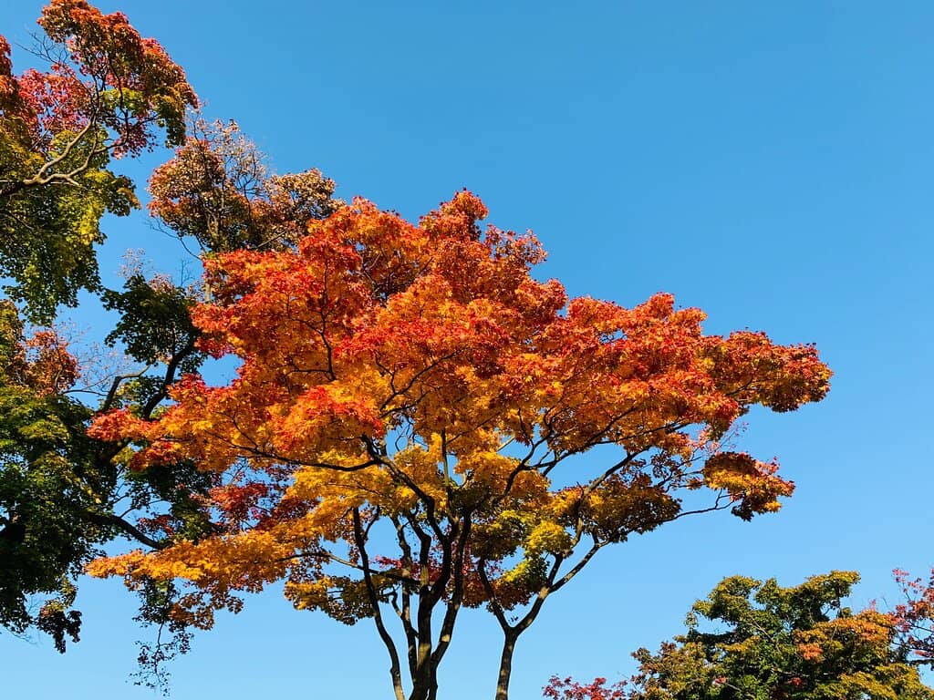 Panoramic Morioka Views