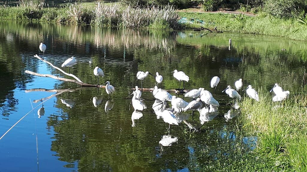 Rehabilitated Wetlands