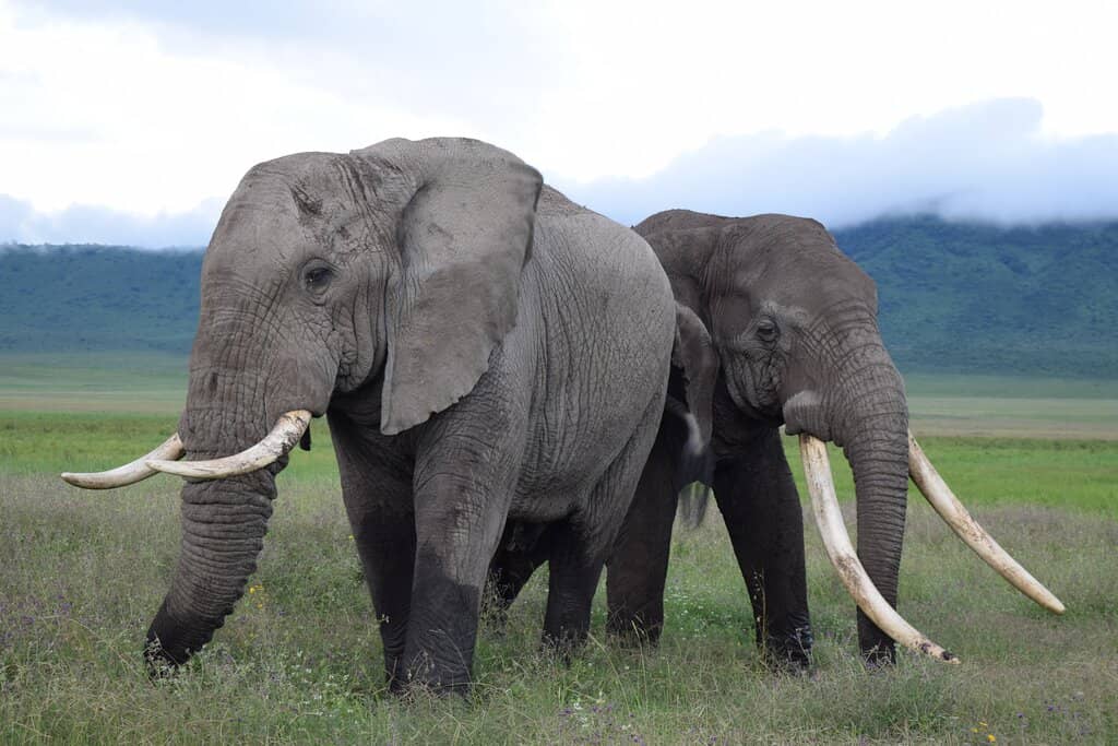 Abundant Wildlife Density