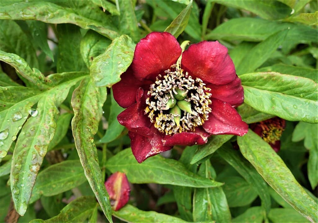 Bandstand & Conservatory