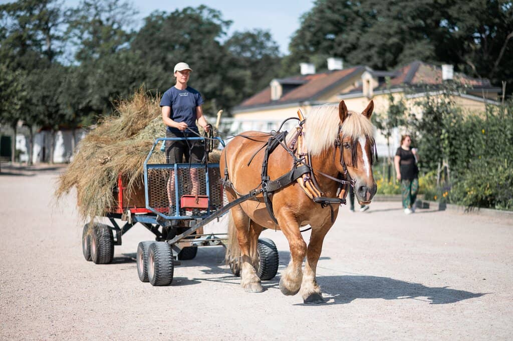 Lush Landscaped Gardens