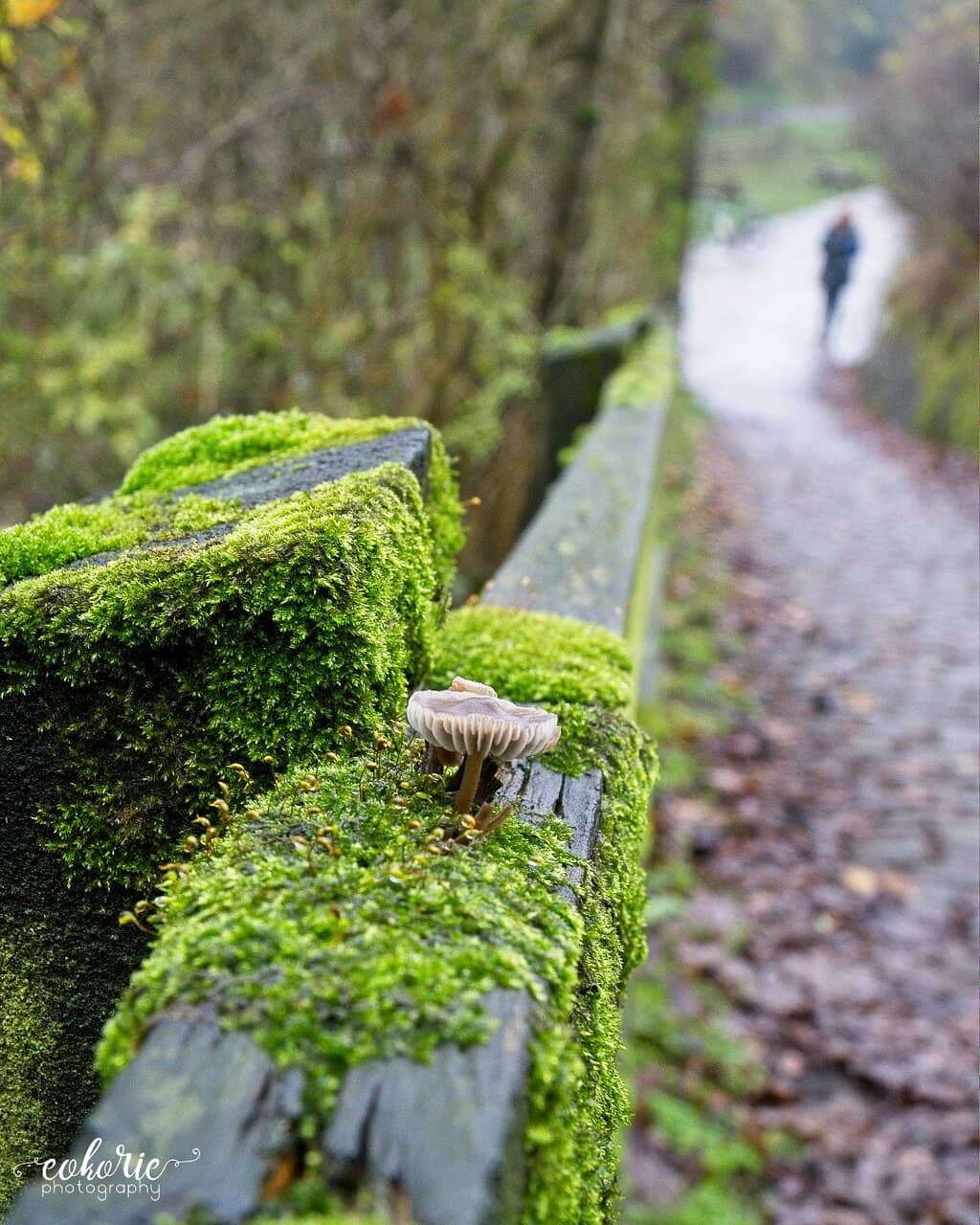 Canal Towpaths