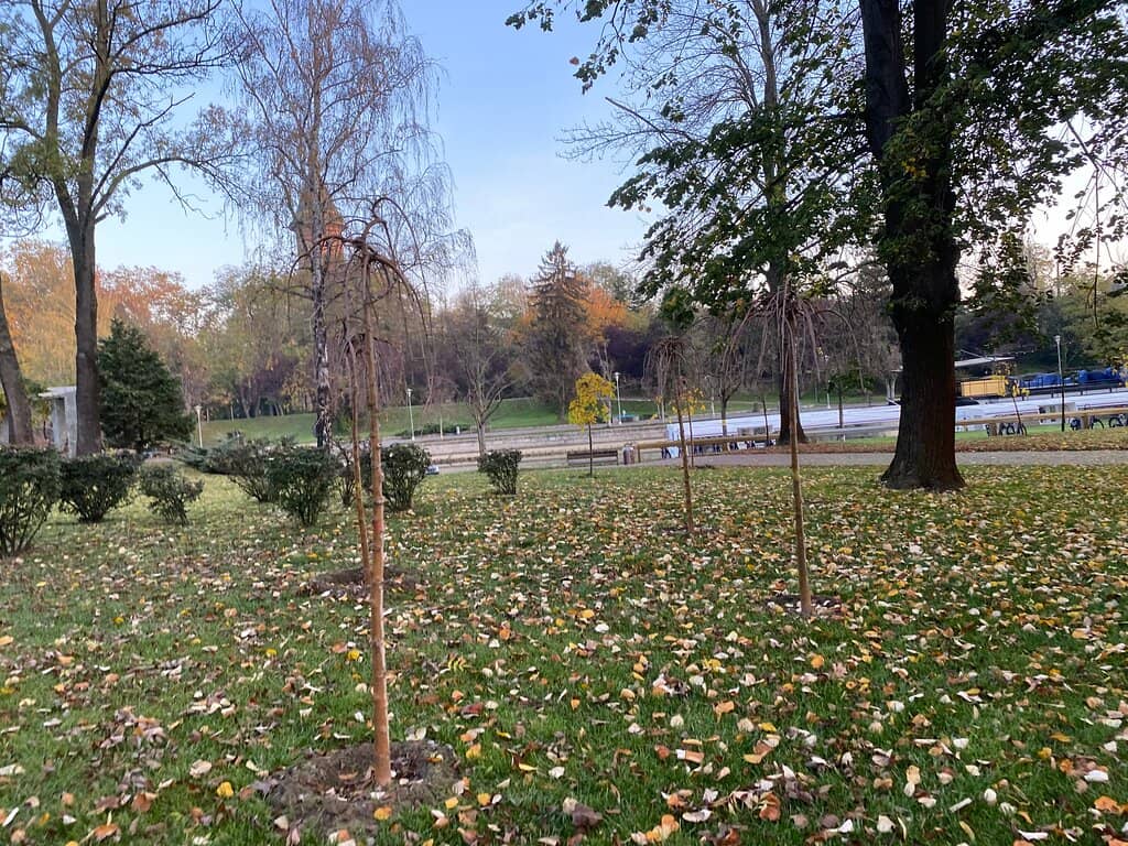 Chinese and Alpine Zones