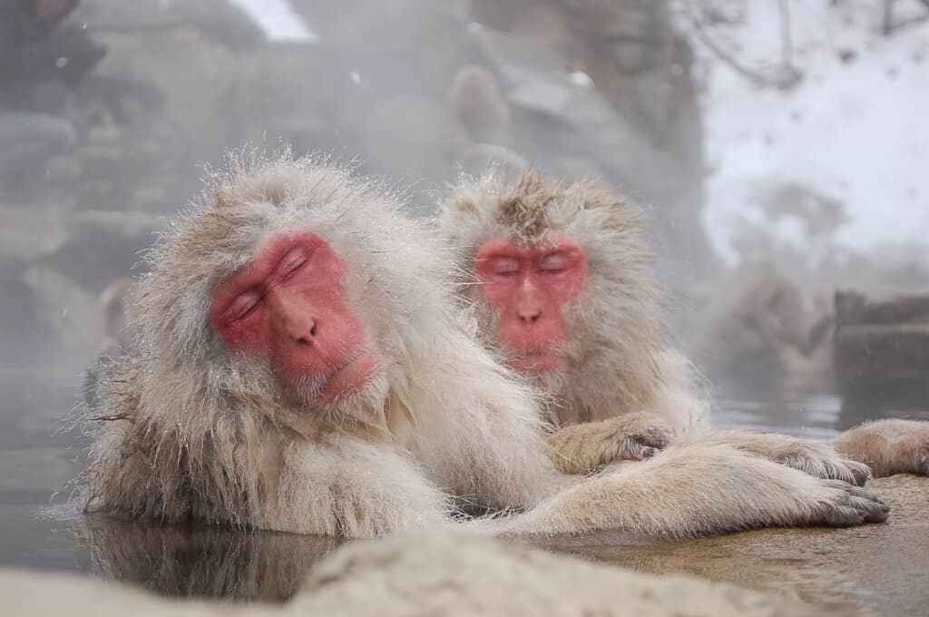 Baby Monkeys (Seasonal)