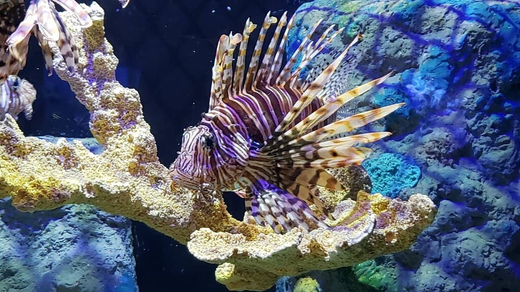 Unique Marine Species