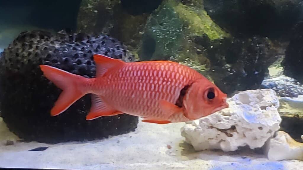 Manatee & Sea Turtle Rehabilitation