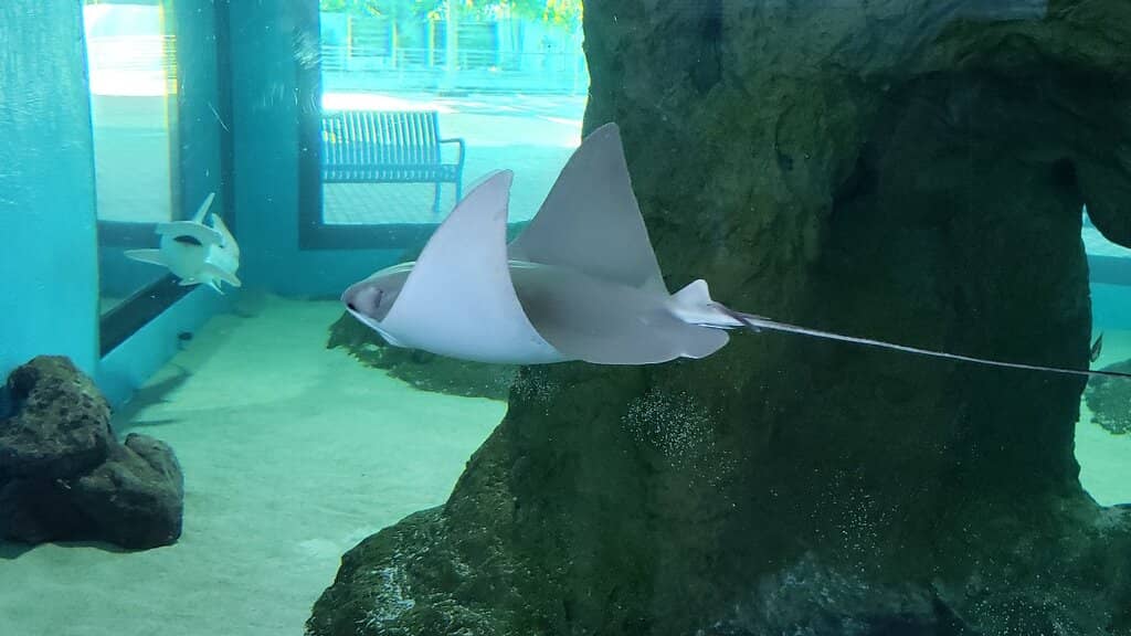 Touch Tanks