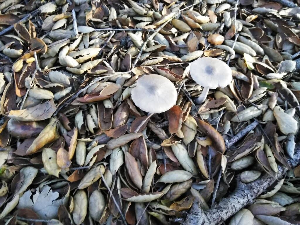 Nature Center Exploration