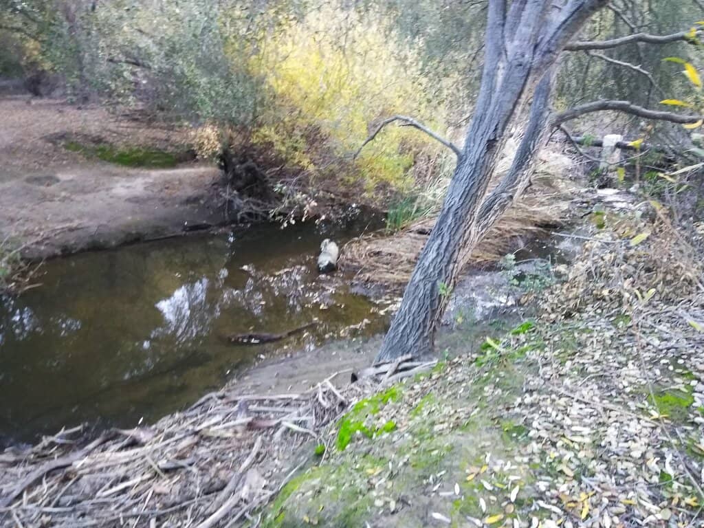 Wildlife Spotting