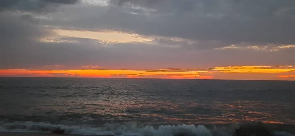 Picturesque Palm-Lined Shore