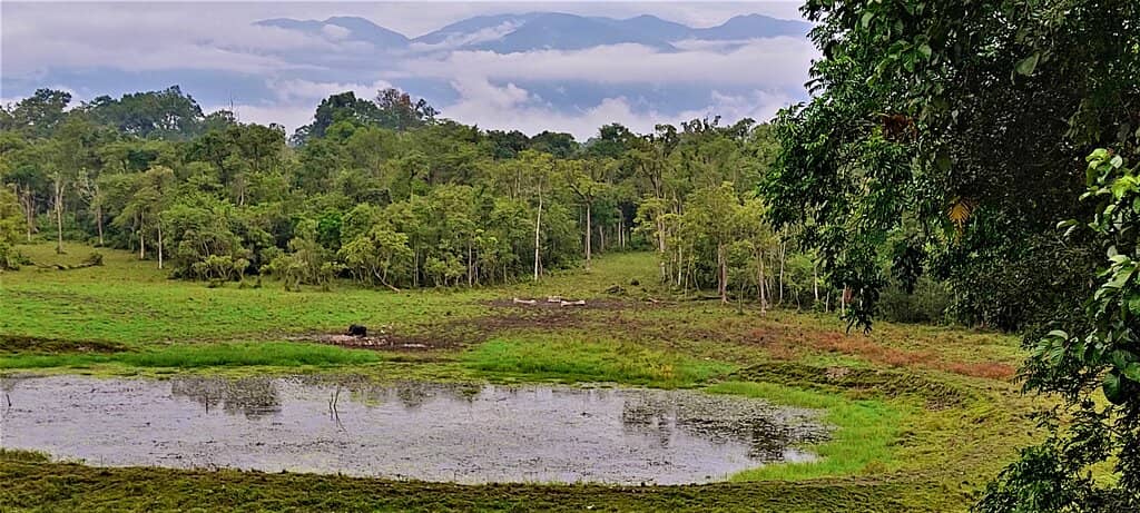 Birdwatcher's Paradise