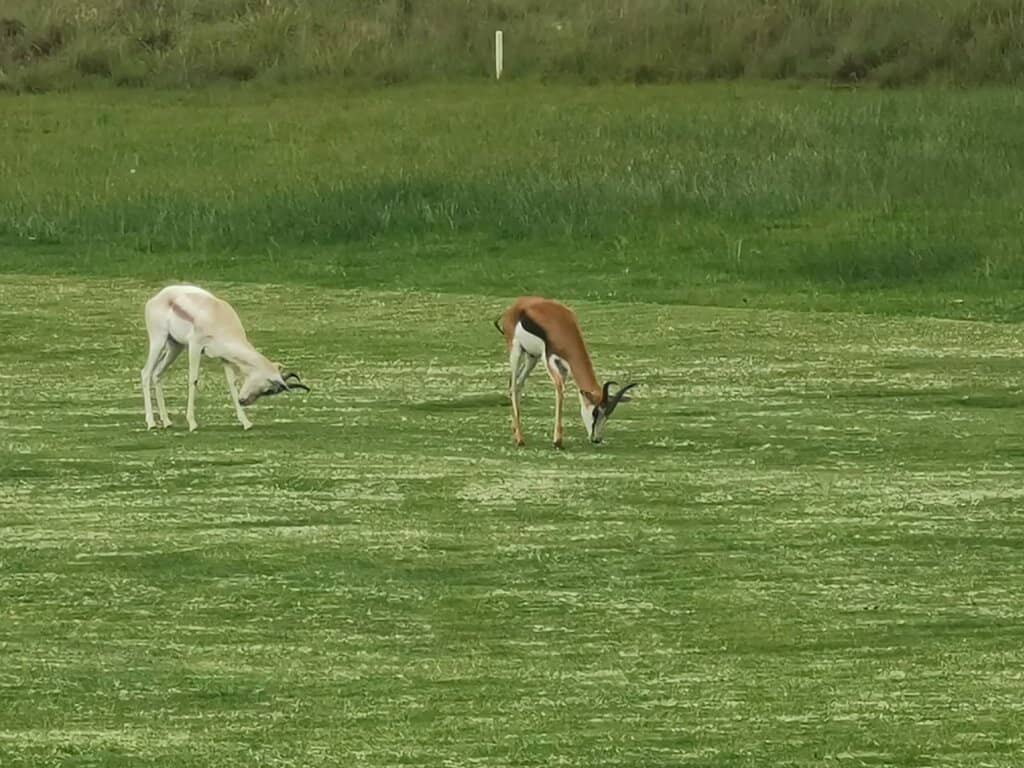 Stylish Clubhouse Ambiance