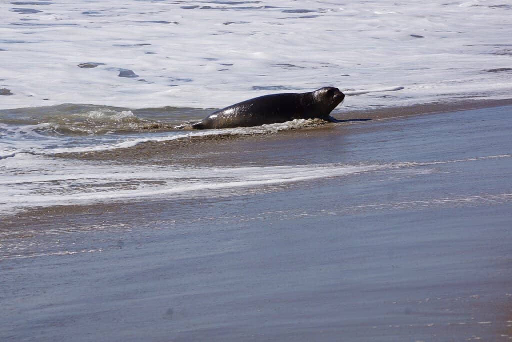 Secret Beach / Sculptured Beach