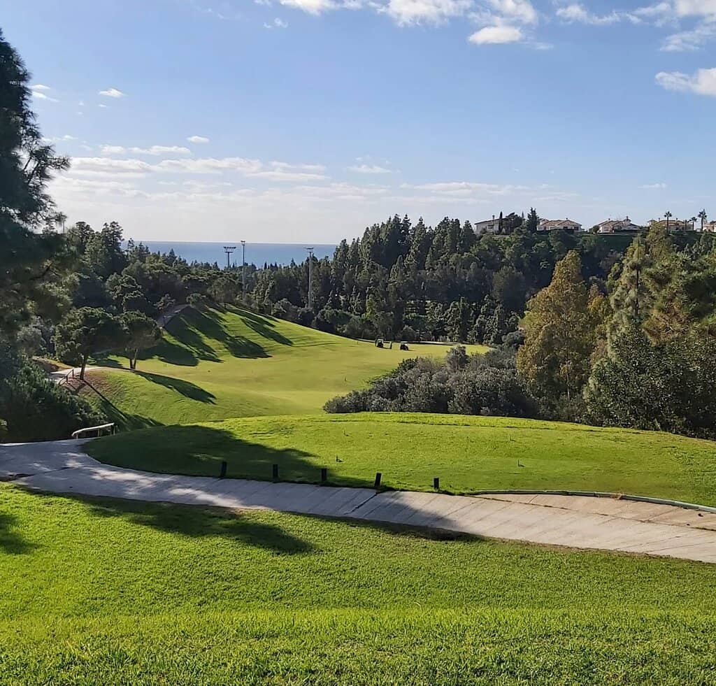 Panoramic Pine Forest Views