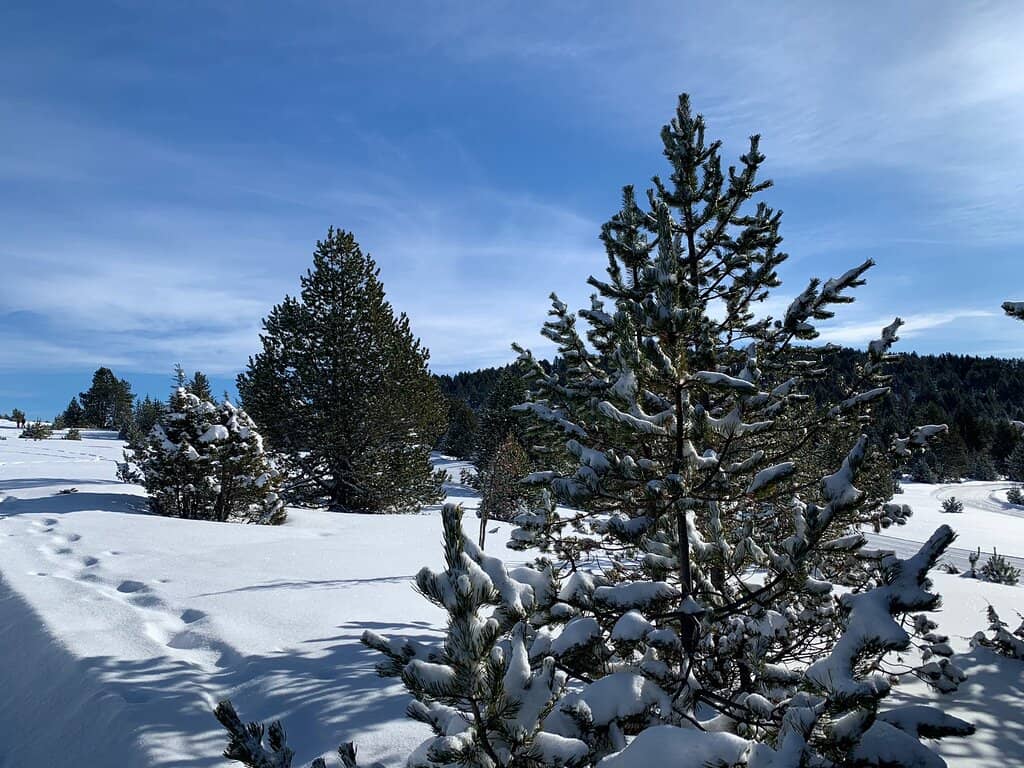 Dog Sledding Adventures