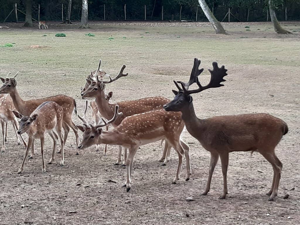 Interactive Petting Zoo