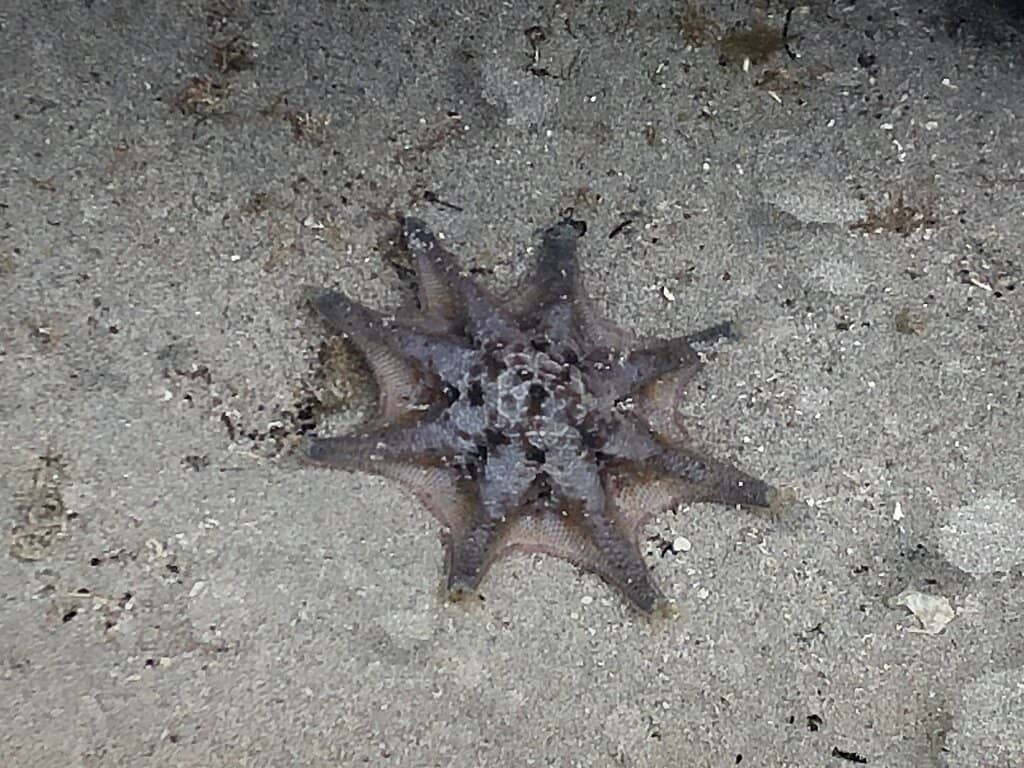 Marine Life Discovery