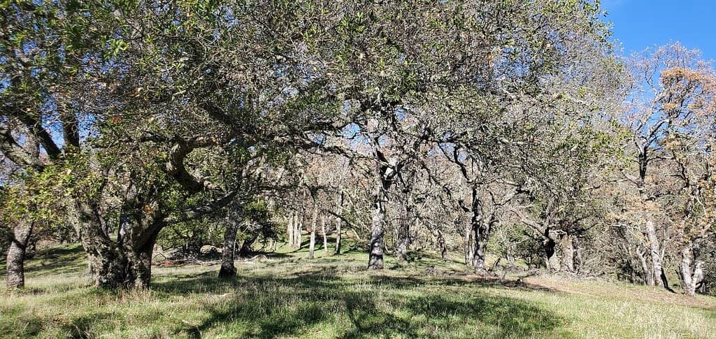 Oak Tree Trail