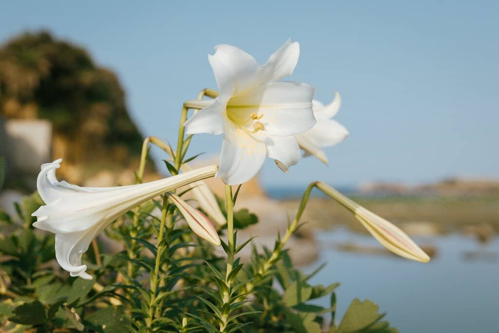 Scenic Coastal Views