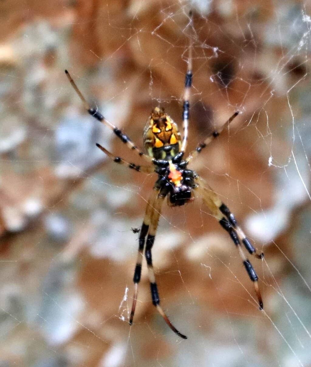 Wildlife Encounters