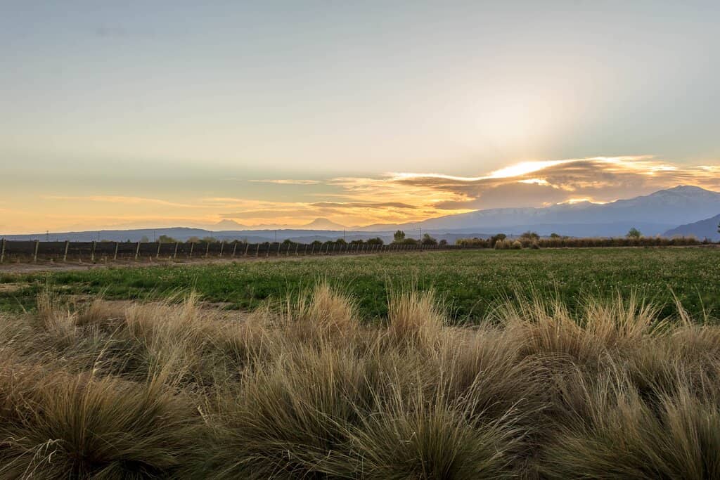 Gastronomic Delights