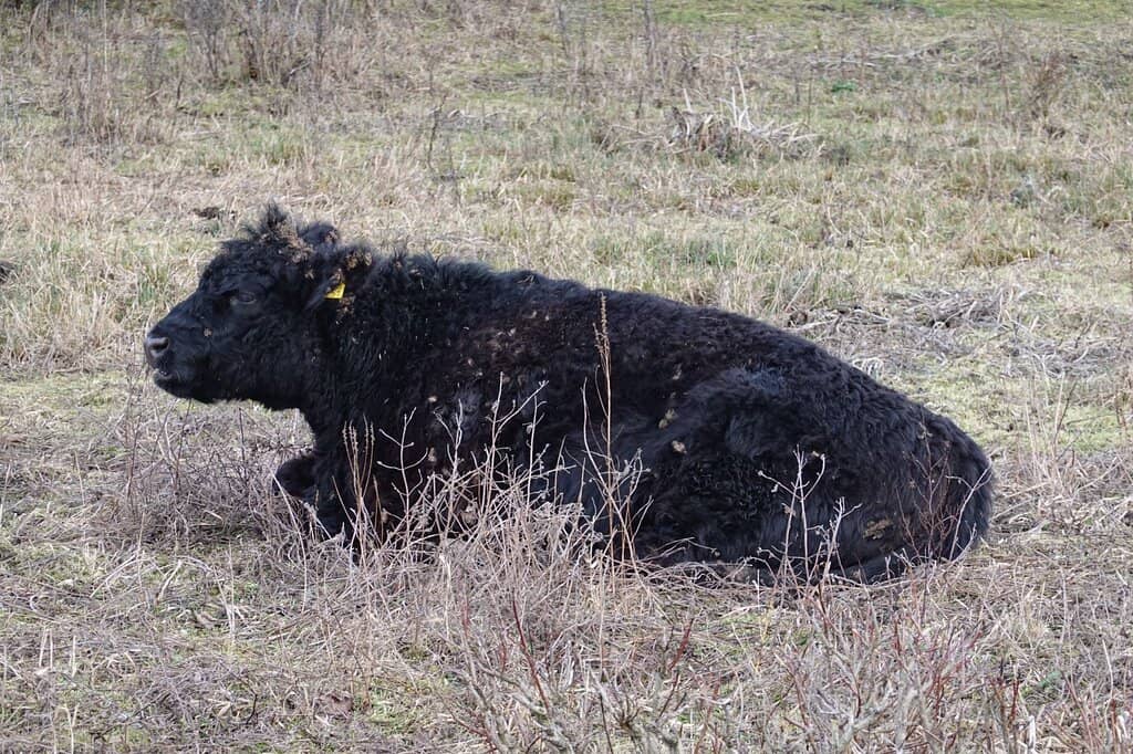 The Land Tongue Path