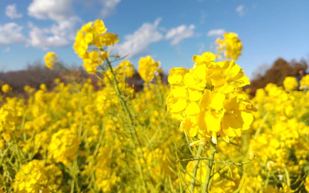 Seasonal Flower Fields