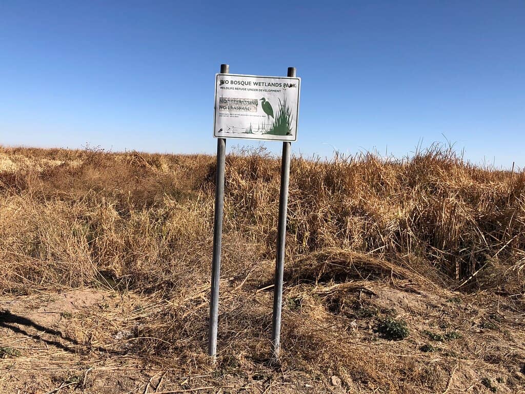 Burrowing Owls