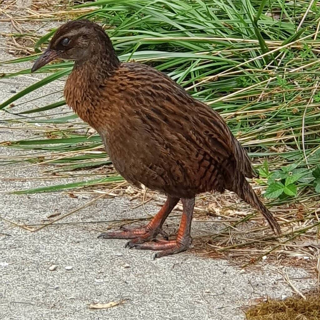 Tailrace Engineering