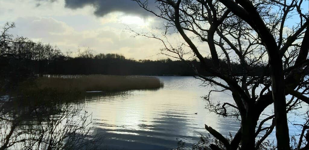 Hogganfield Loch Wildlife