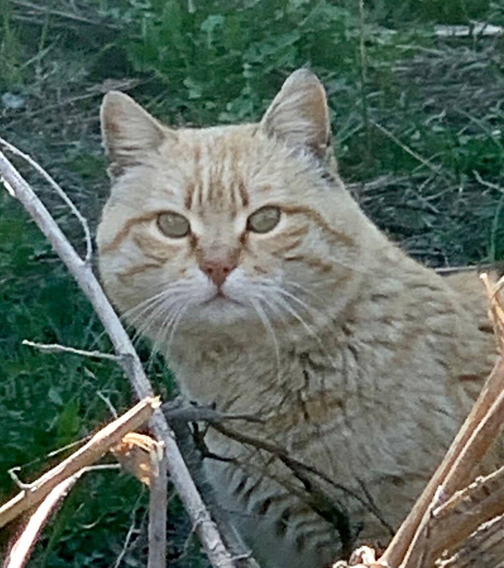 Architectural Contrast