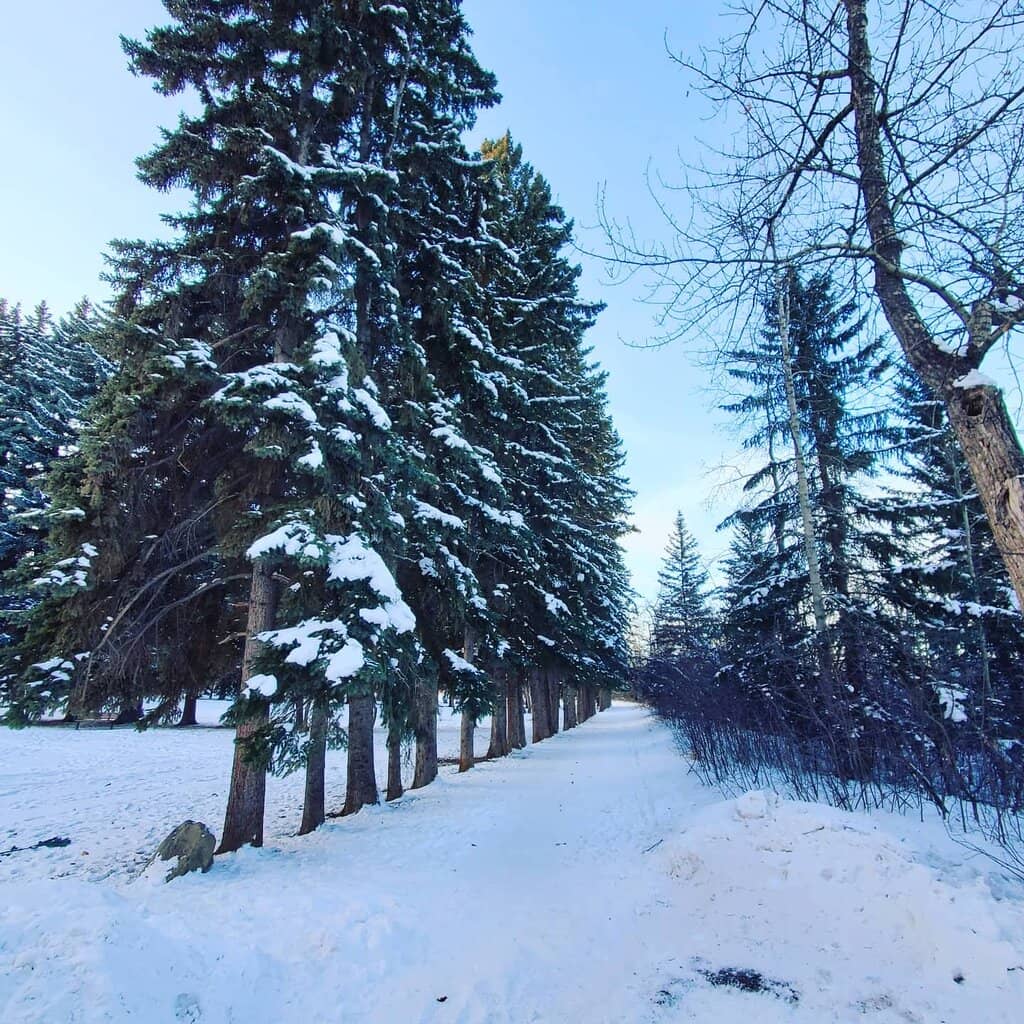 Off-Leash Dog Park